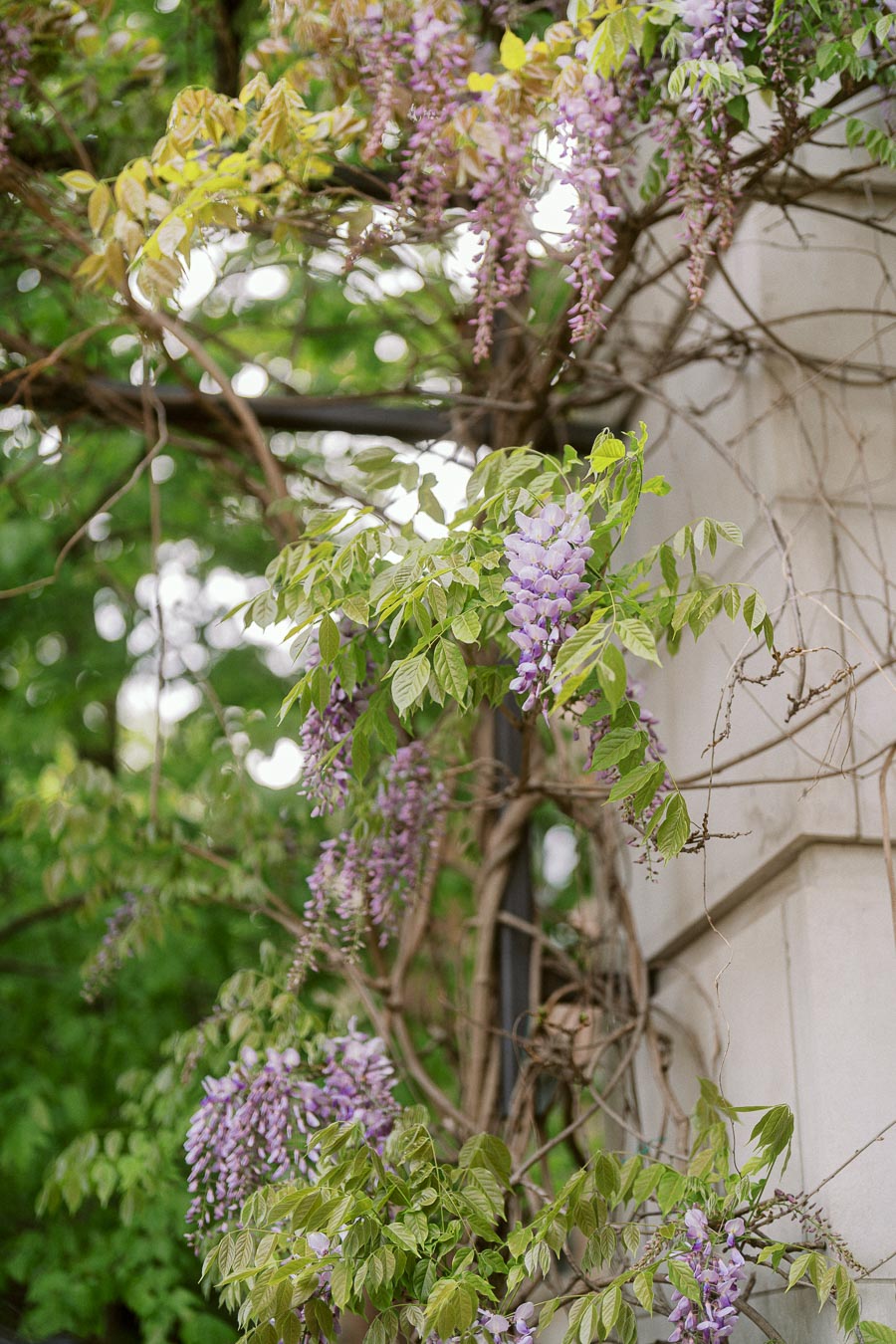 Wisteria vines with clusters of purple blossoms growing along a stone wall at the University of Toronto campus.