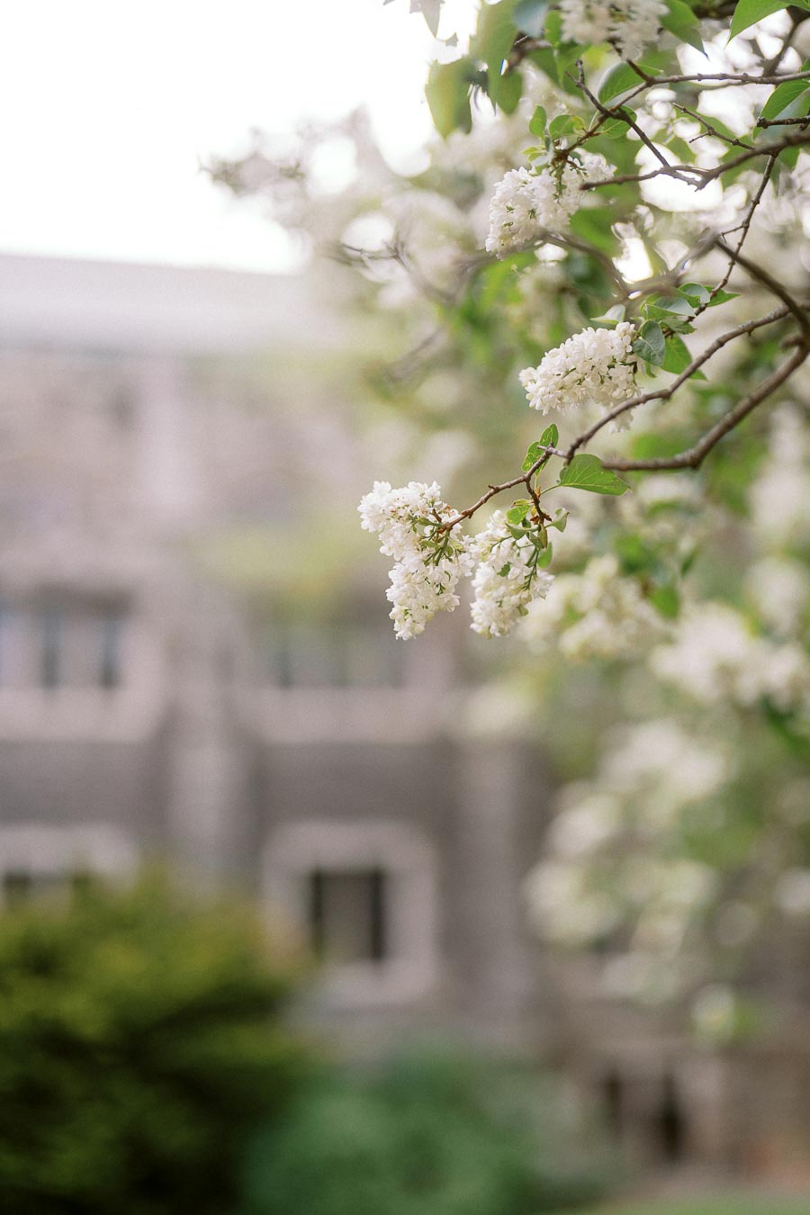 Close-up of white spring blossoms on a tree branch with blurred historic stone building in the background at University of Toronto.