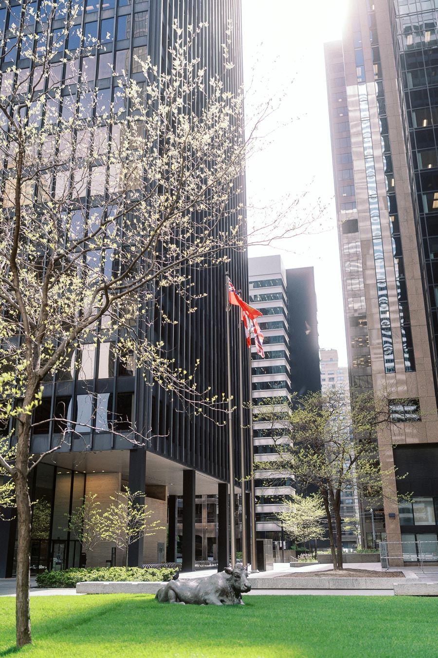 A bronze cow sculpture on green grass with modern glass and stone office towers and young trees in downtown Toronto, Ontario, Canada.
