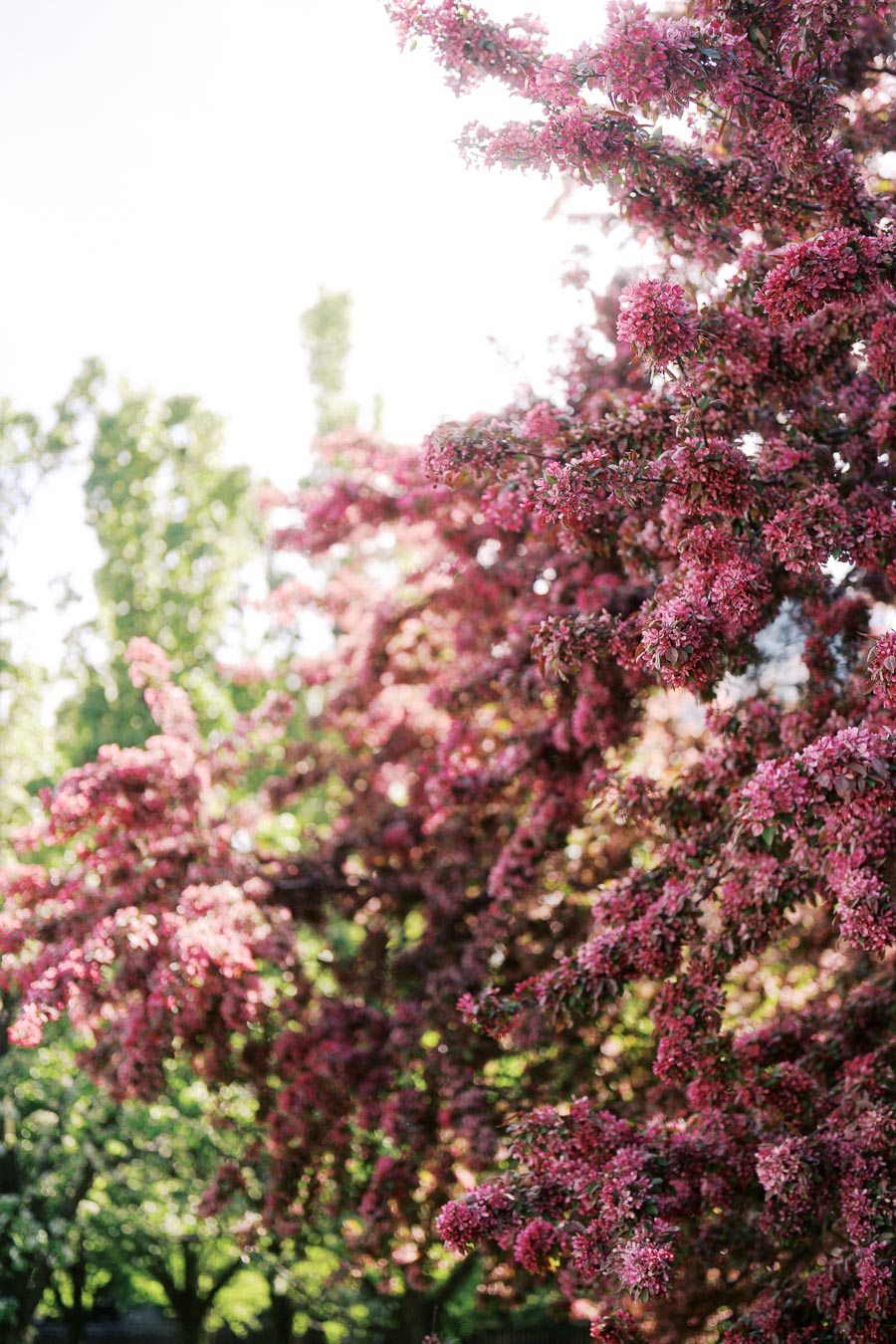 Pink flowering tree branches in full bloom at Trillium Park, Toronto, with soft sunlight and green foliage in the background.