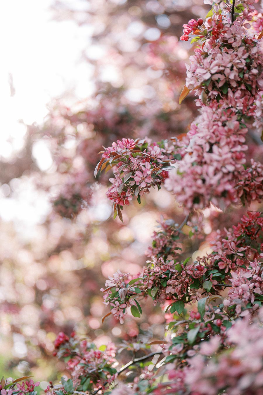 Close-up of pink flowering tree branches in full bloom at Trillium Park, Toronto, with soft sunlight and a dreamy spring atmosphere.
