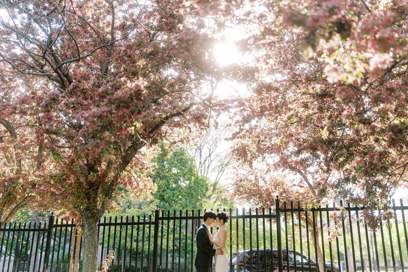 Engaged couple stands closely under pink flowering trees at Trillium Park in Toronto, with sunlight shining through the blossoms and a black fence behind them.