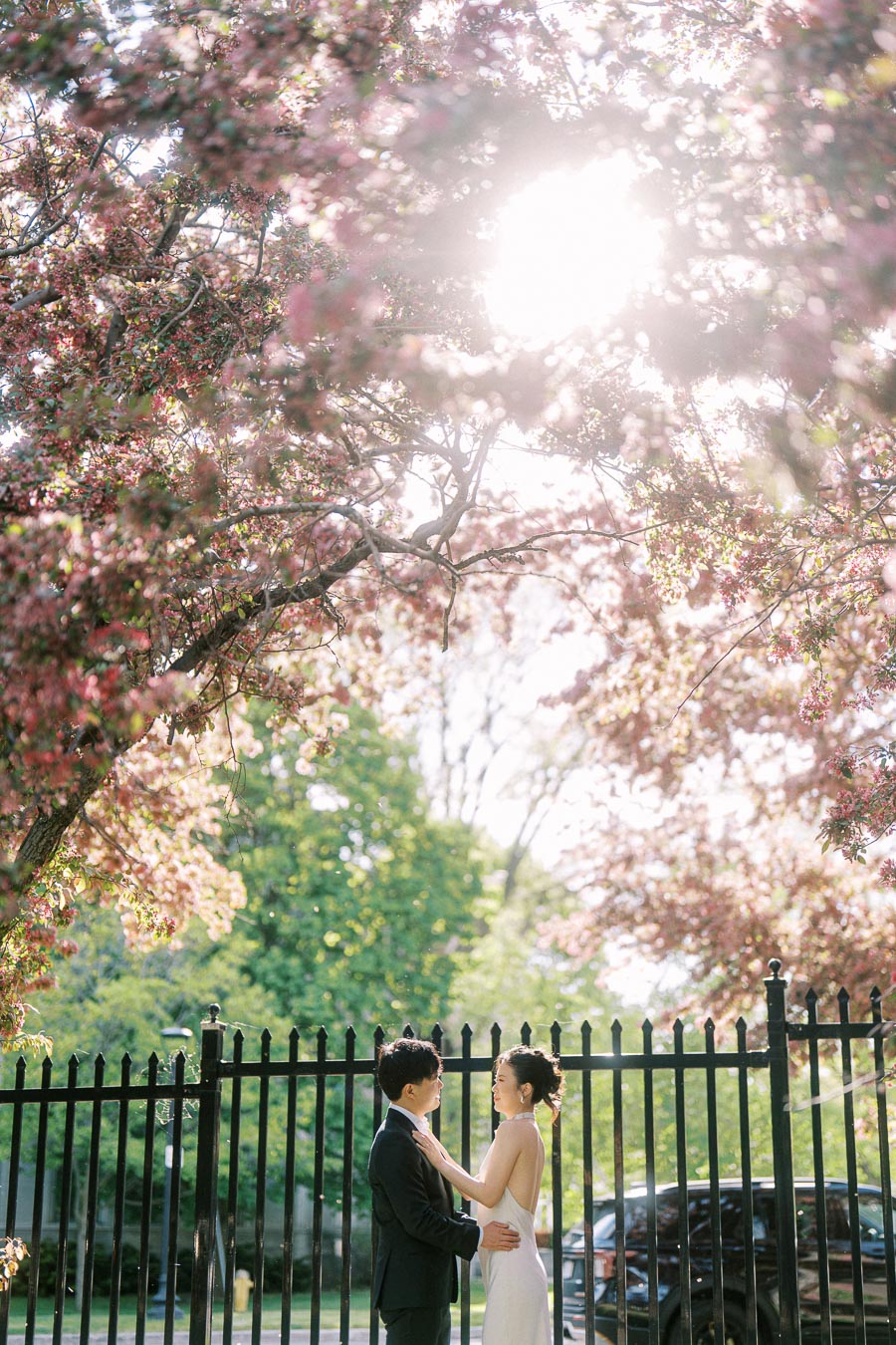 Engaged couple standing close together under pink flowering trees at Trillium Park in Toronto, sunlight shining through branches, with a black fence and greenery in the background.