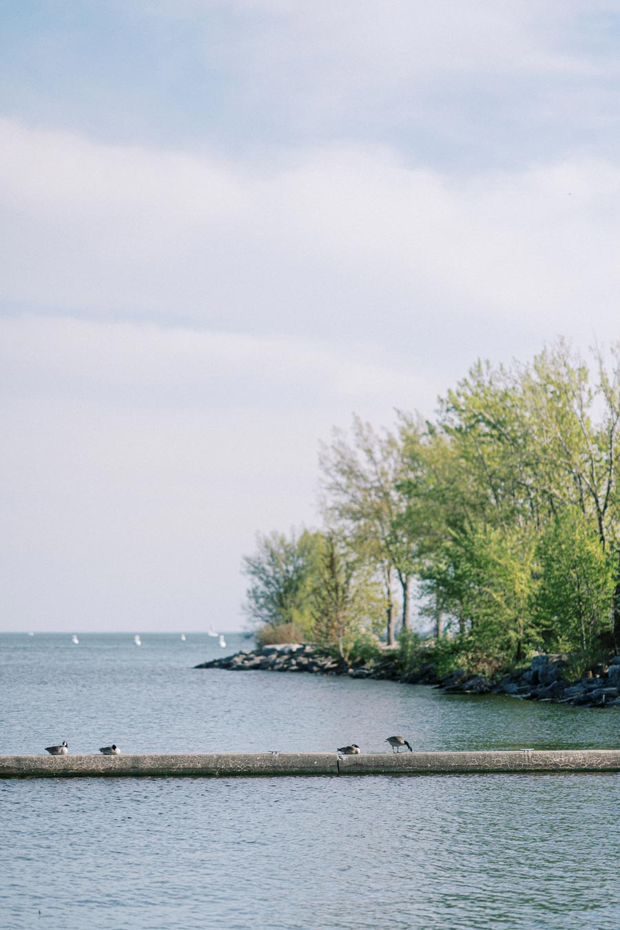 View of Trillium Park waterfront in Toronto with geese on a concrete pier, spring trees, and sailboats in the distance on Lake Ontario.