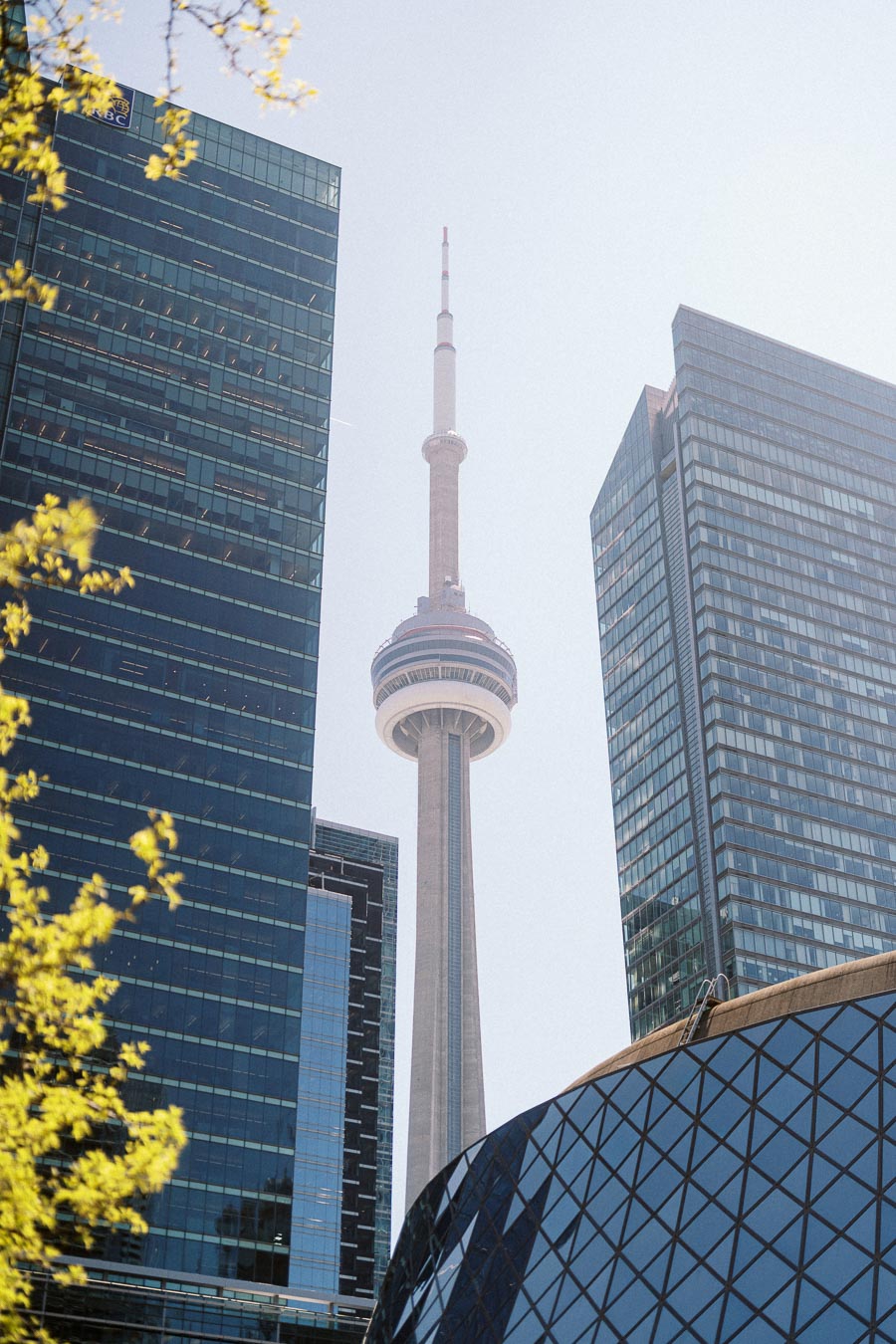 CN Tower centered between two modern glass skyscrapers in downtown Toronto, with tree branches in the foreground.