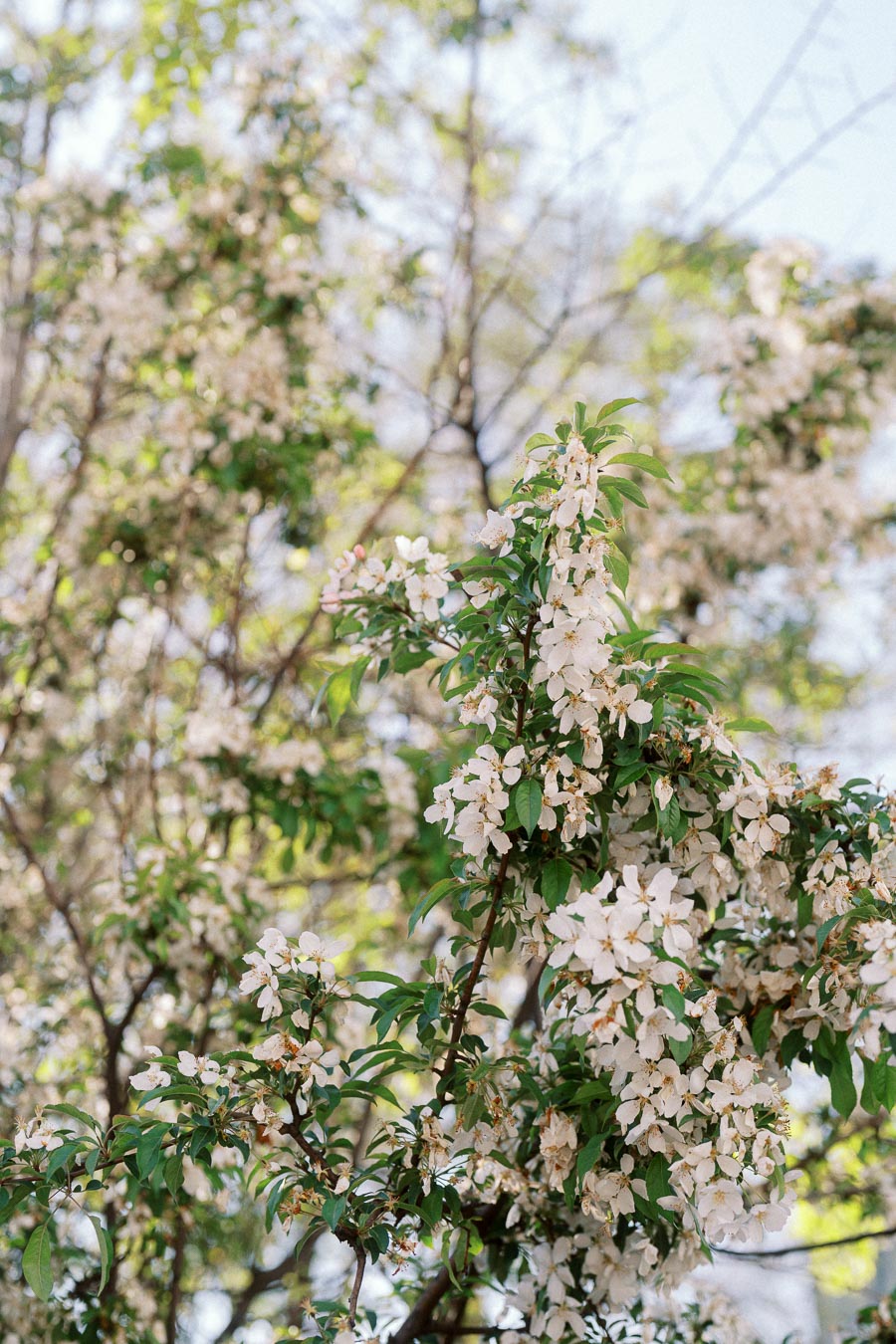 Close-up of white blossoms on a tree branch with soft green leaves and blurred spring background.