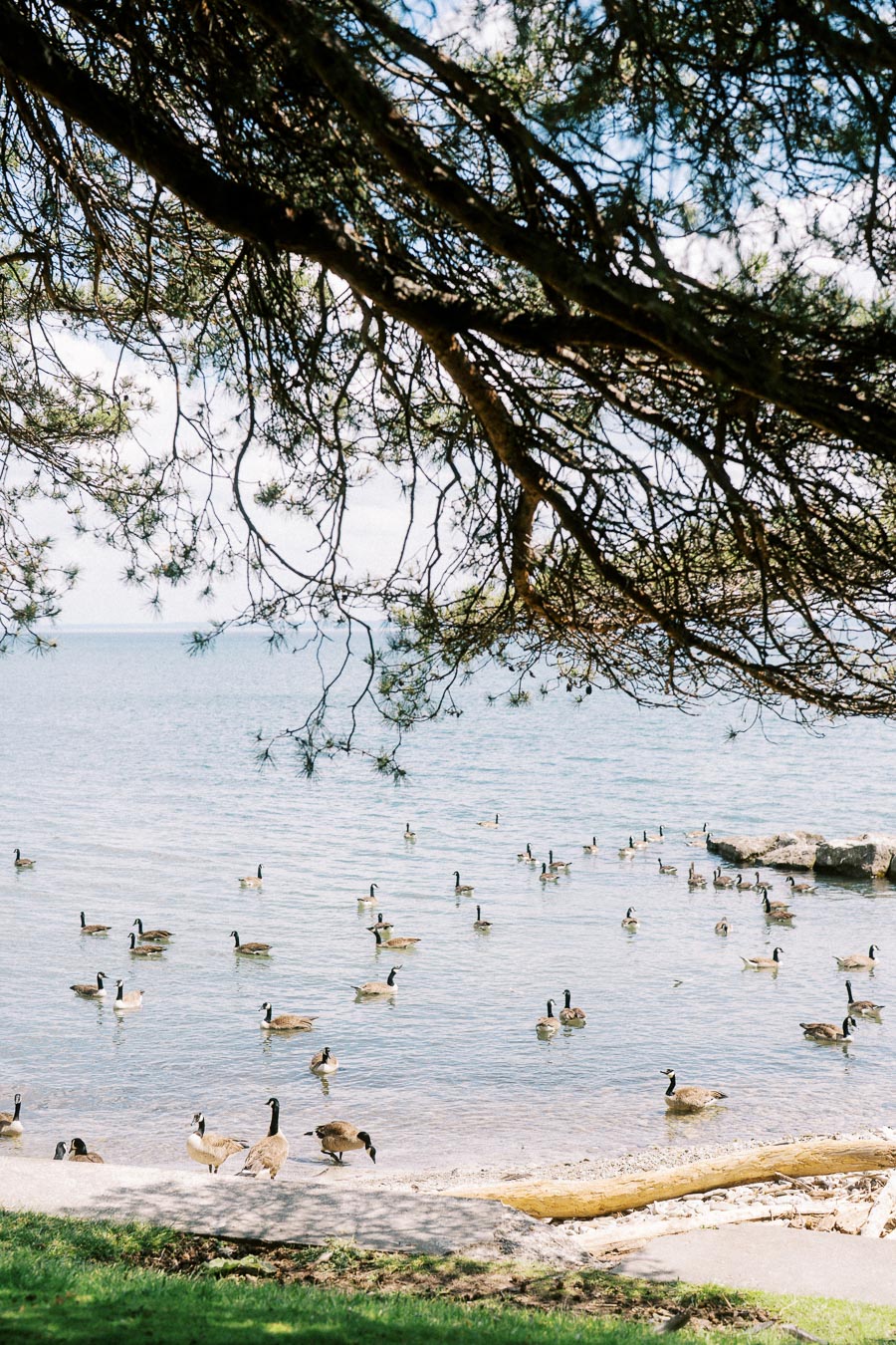 Canada geese swimming and standing along Lake Ontario shore beneath large tree branches.