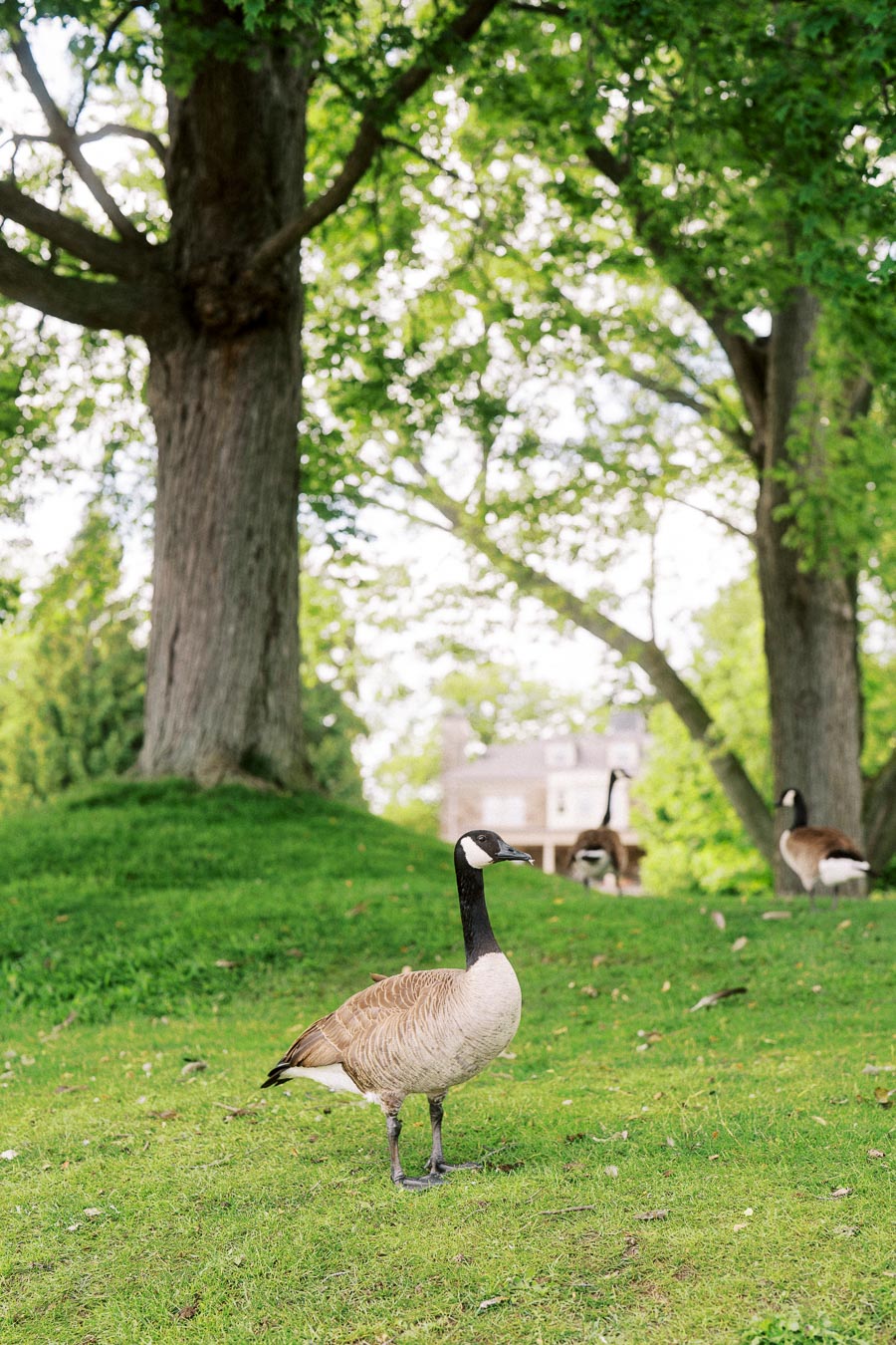 Canada goose standing on green grass with Paletta Mansion and trees in background.