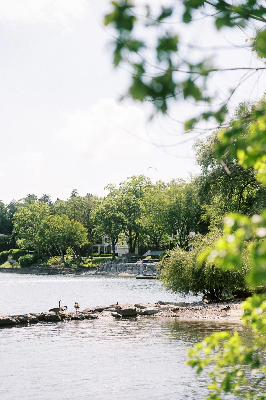 Canada geese on rocky shoreline with mansion and trees in background, bright summer day.