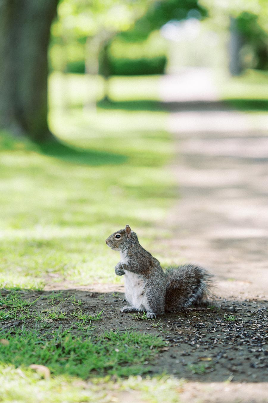Grey squirrel standing upright on shaded dirt path in a sunlit park setting.