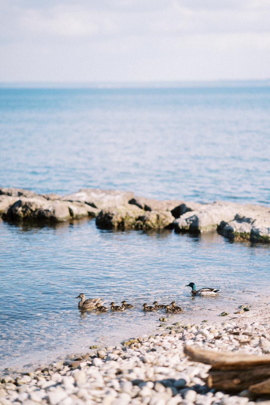 Two adult ducks with ducklings swimming near rocky shoreline of Lake Ontario under bright daylight.