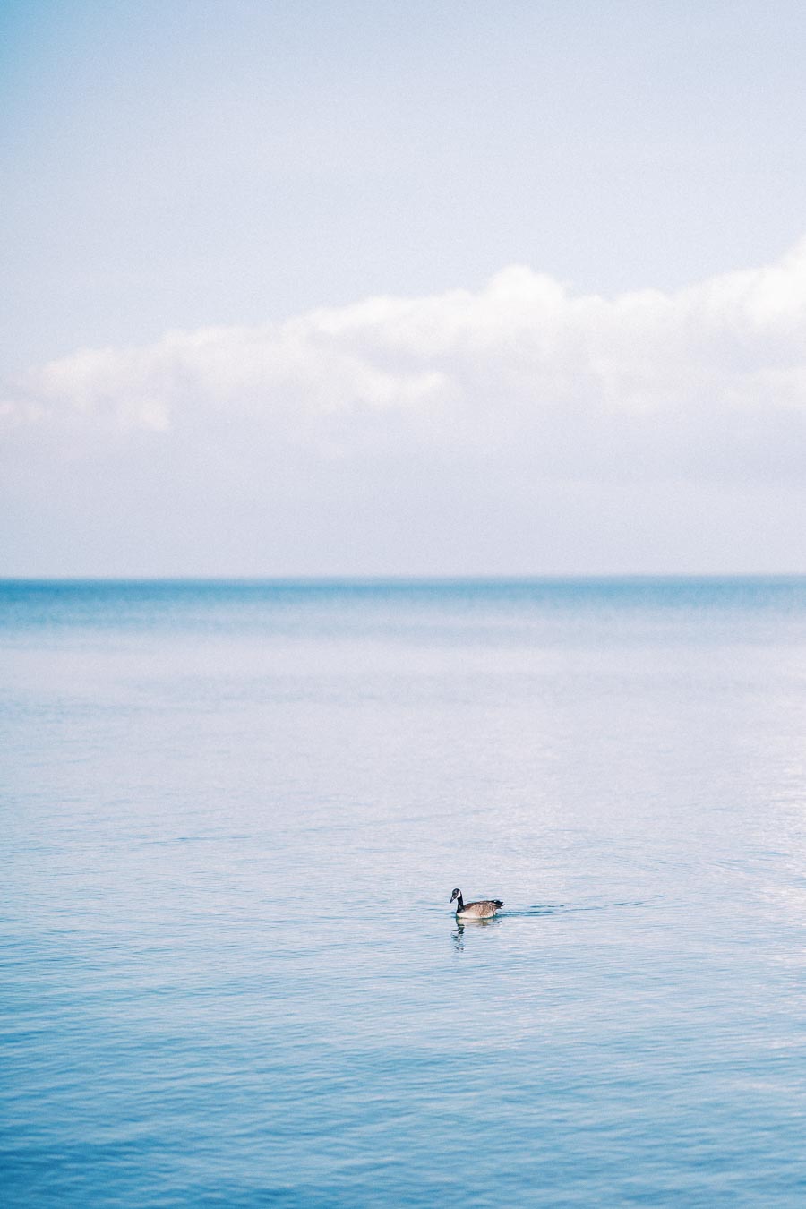 Canada goose swimming alone on calm blue lake with distant clouds and horizon.