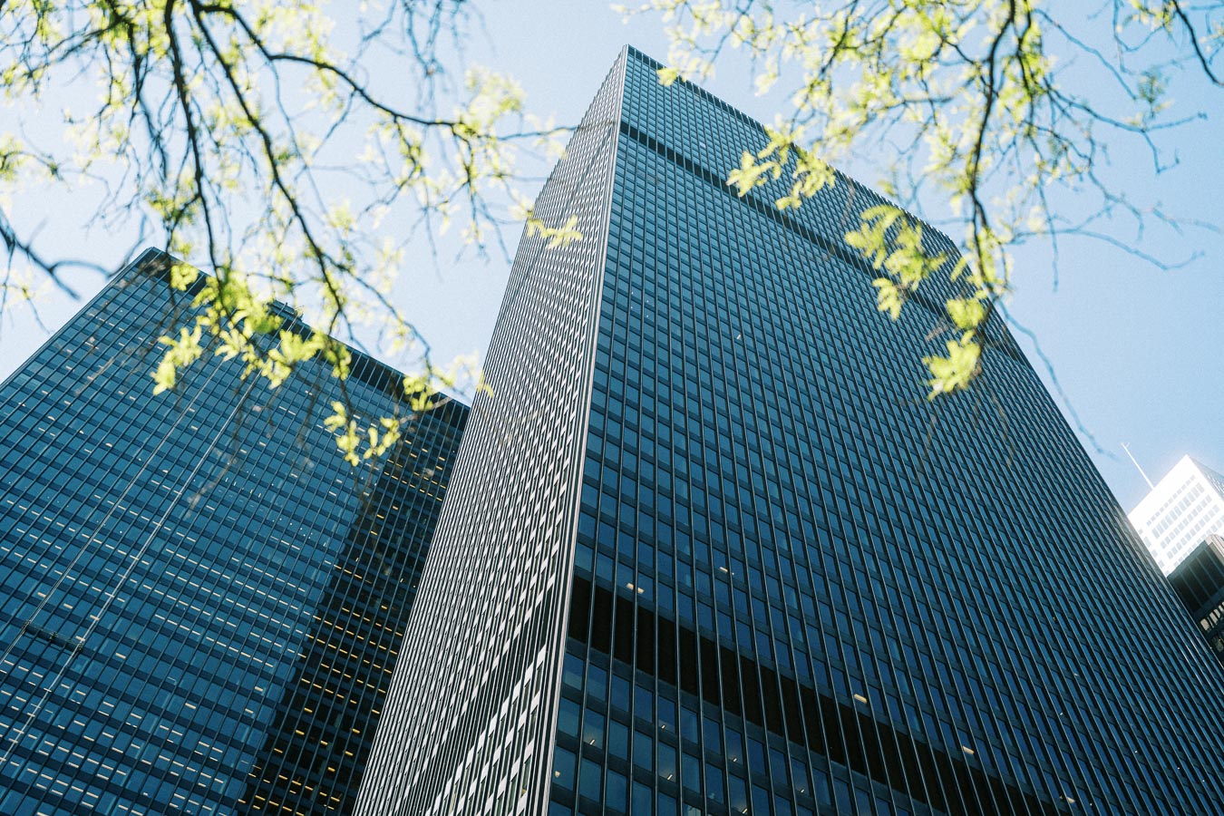 Tall glass office buildings in Toronto's Financial District seen from below with green tree branches in the foreground.