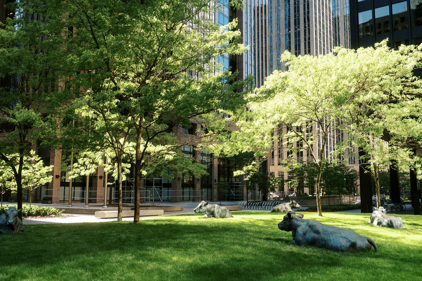 Sculpted cows lying on green grass under trees, with glass office towers in the background in downtown Toronto.