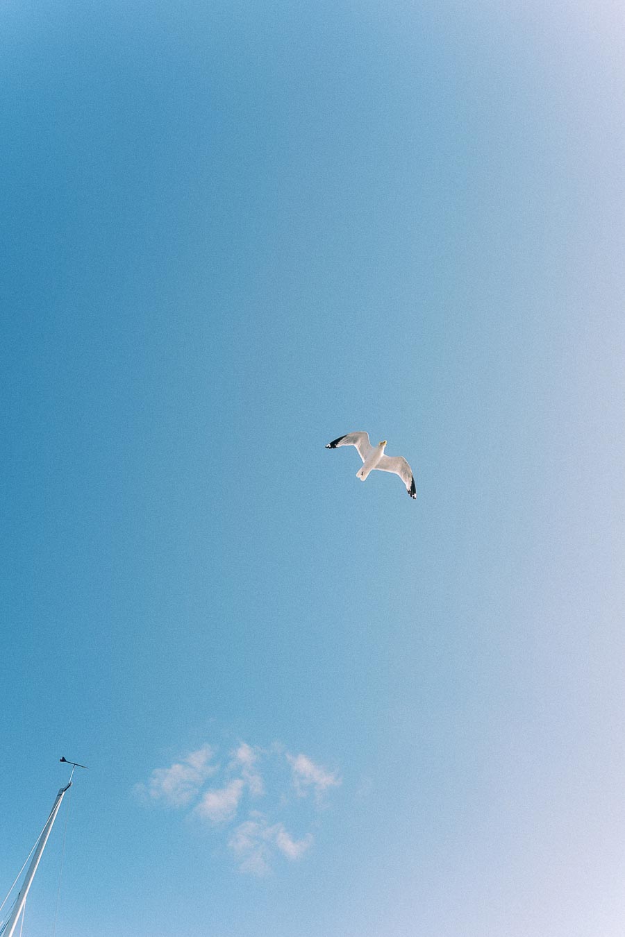 Seagull flying high above a sailboat mast against a clear blue sky in Hamilton, Ontario.