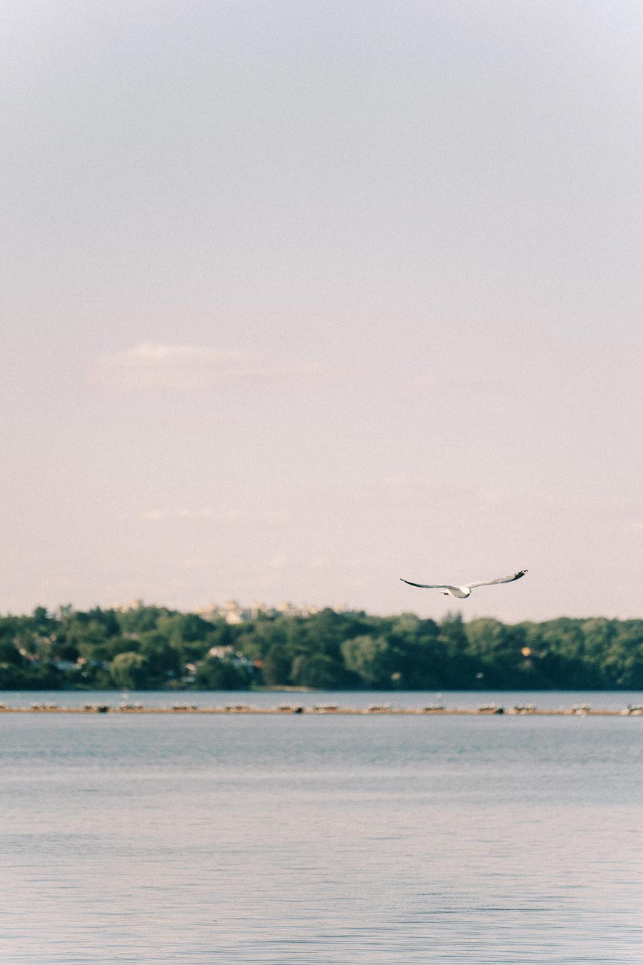 Seagull flying over calm Lake Ontario water near Hamilton shoreline at sunset.