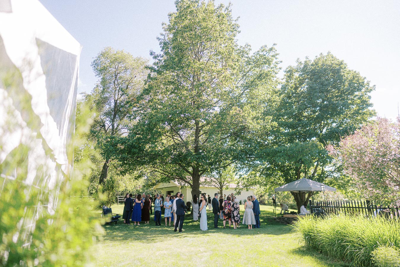Outdoor wedding reception with guests mingling under a large tree, surrounded by lush greenery and a clear blue sky.