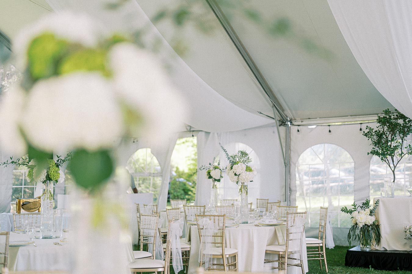 Elegant wedding reception setup inside a white tent, featuring round tables adorned with white floral centerpieces, surrounded by gold chiavari chairs and natural greenery, creating a sophisticated and serene ambiance.