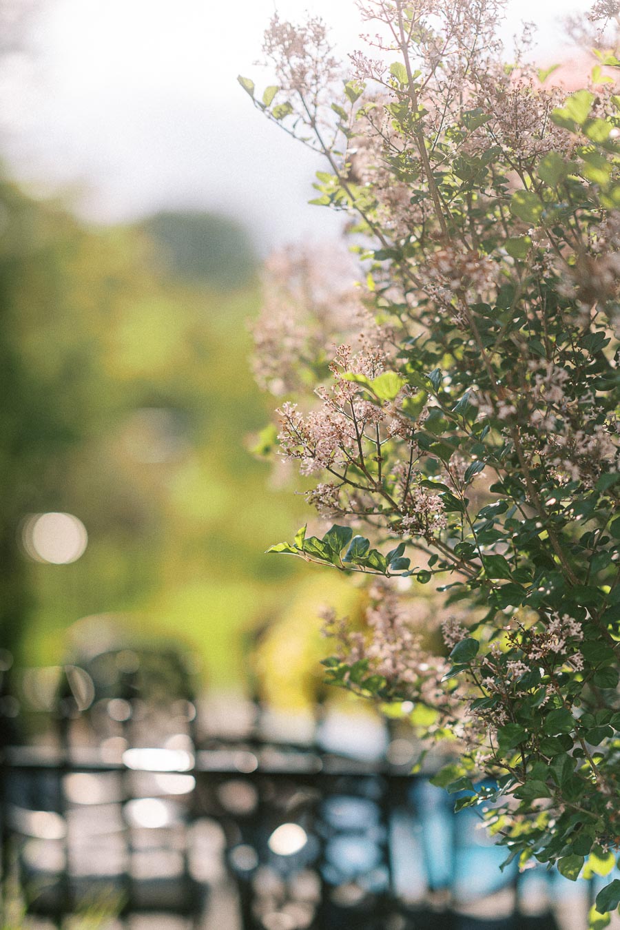 Blossoming shrub with delicate white flowers and green leaves in a sunlit garden, blurred outdoor seating area in the background.