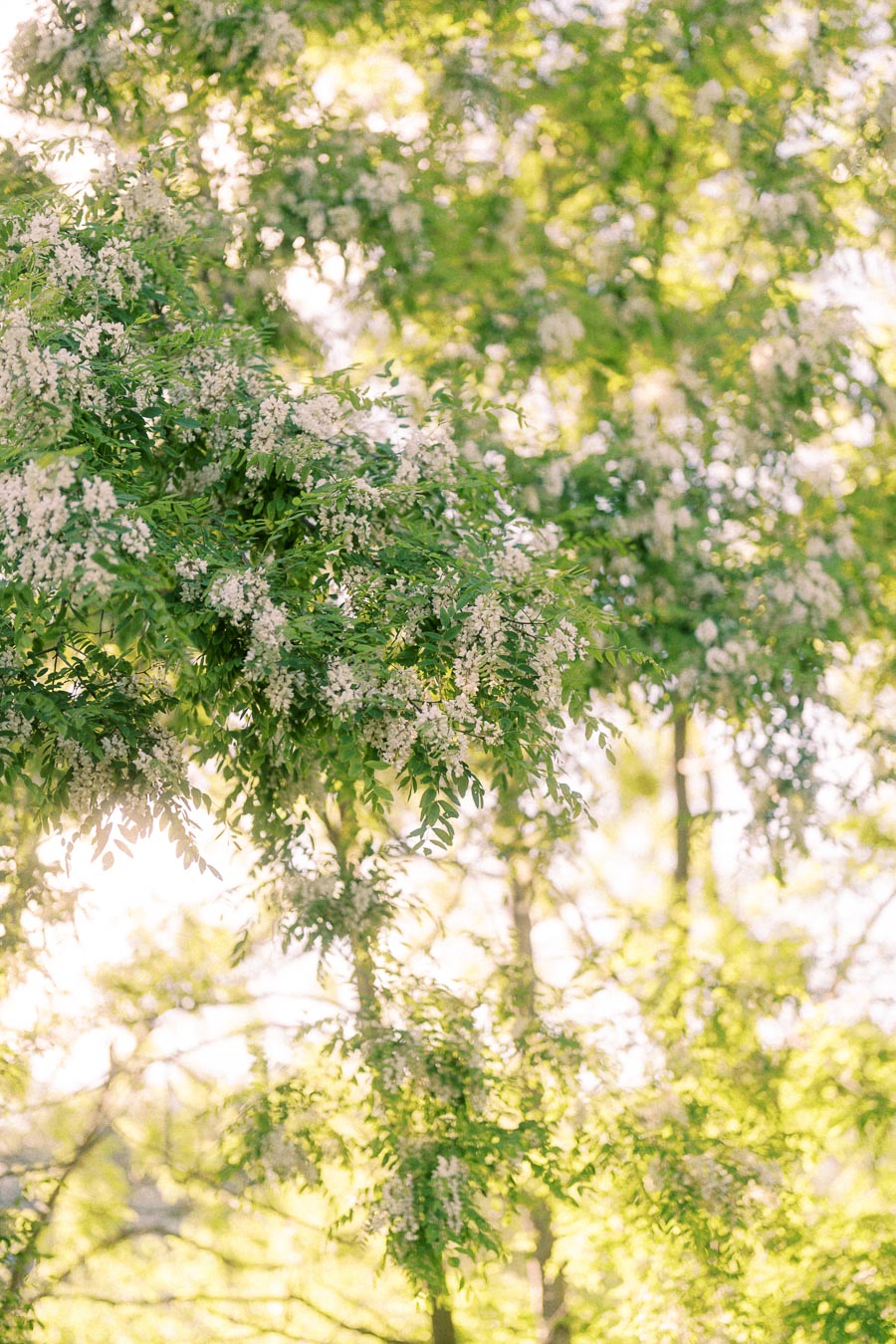 White blossoms hang from leafy green branches in soft sunlight.