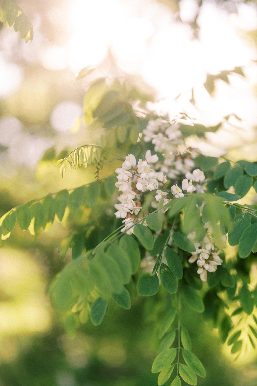 White blossoms and green leaves glow in soft backlight with a blurred natural background.