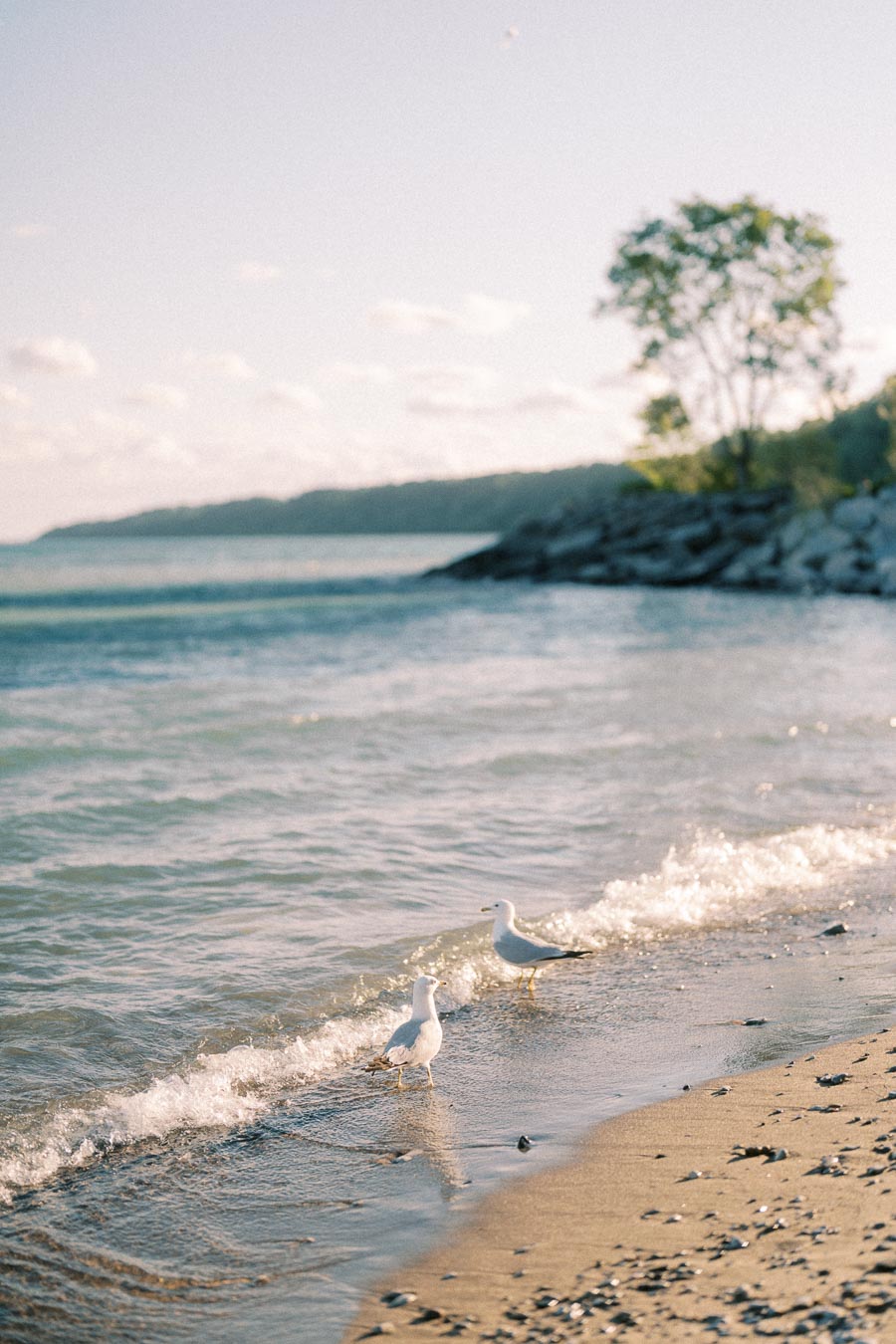 Two seagulls stand at the edge of gentle waves on a sandy Lake Ontario beach.