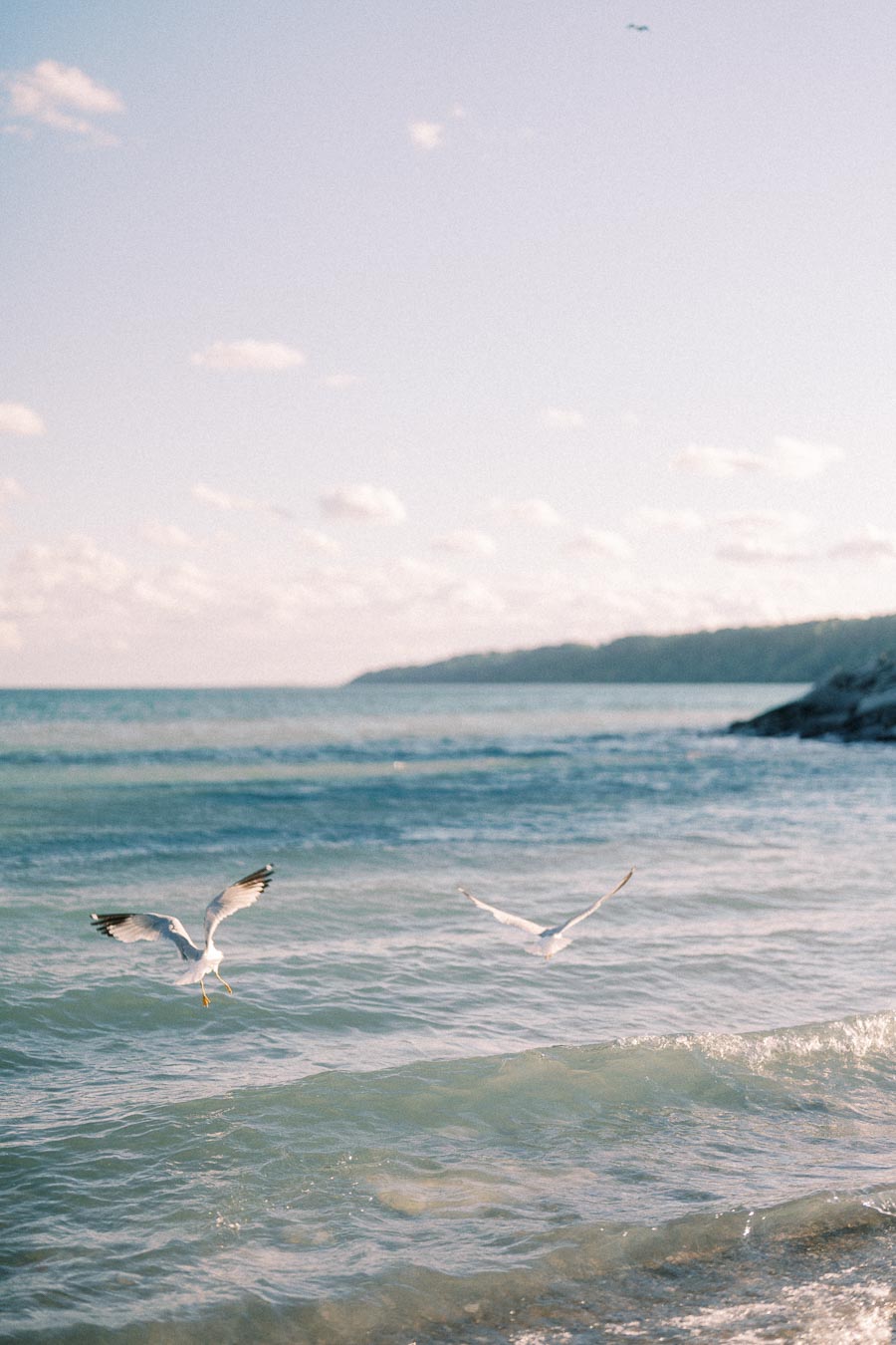 Two seagulls fly low over Lake Ontario waves near the Scarborough Bluffs shoreline.
