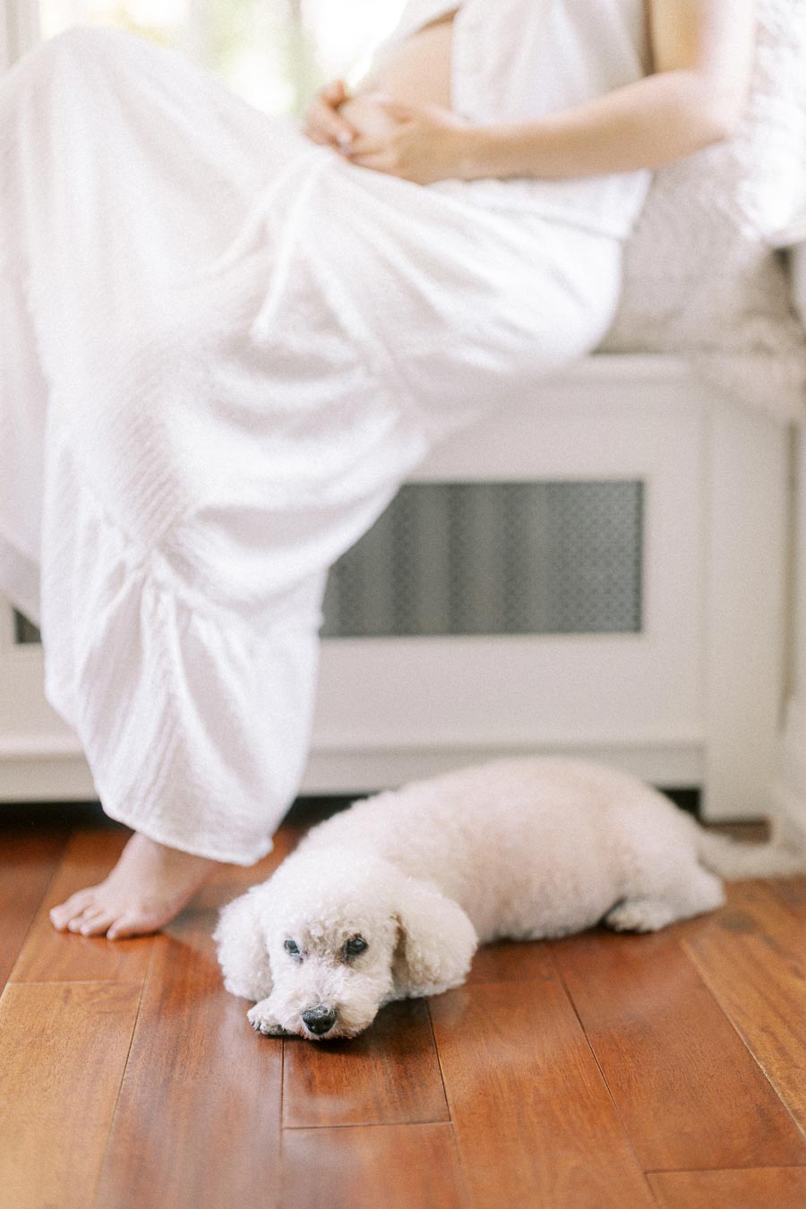 Small white dog lying on hardwood floor beside a seated person in white clothing.