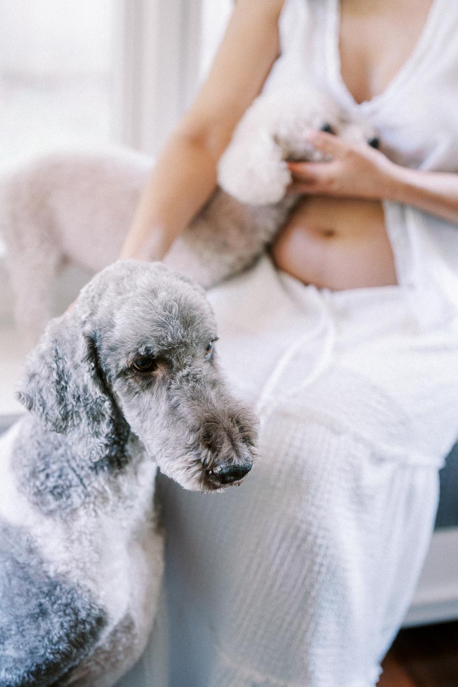 Grey curly-haired dog beside a pregnant woman in white loungewear indoors.