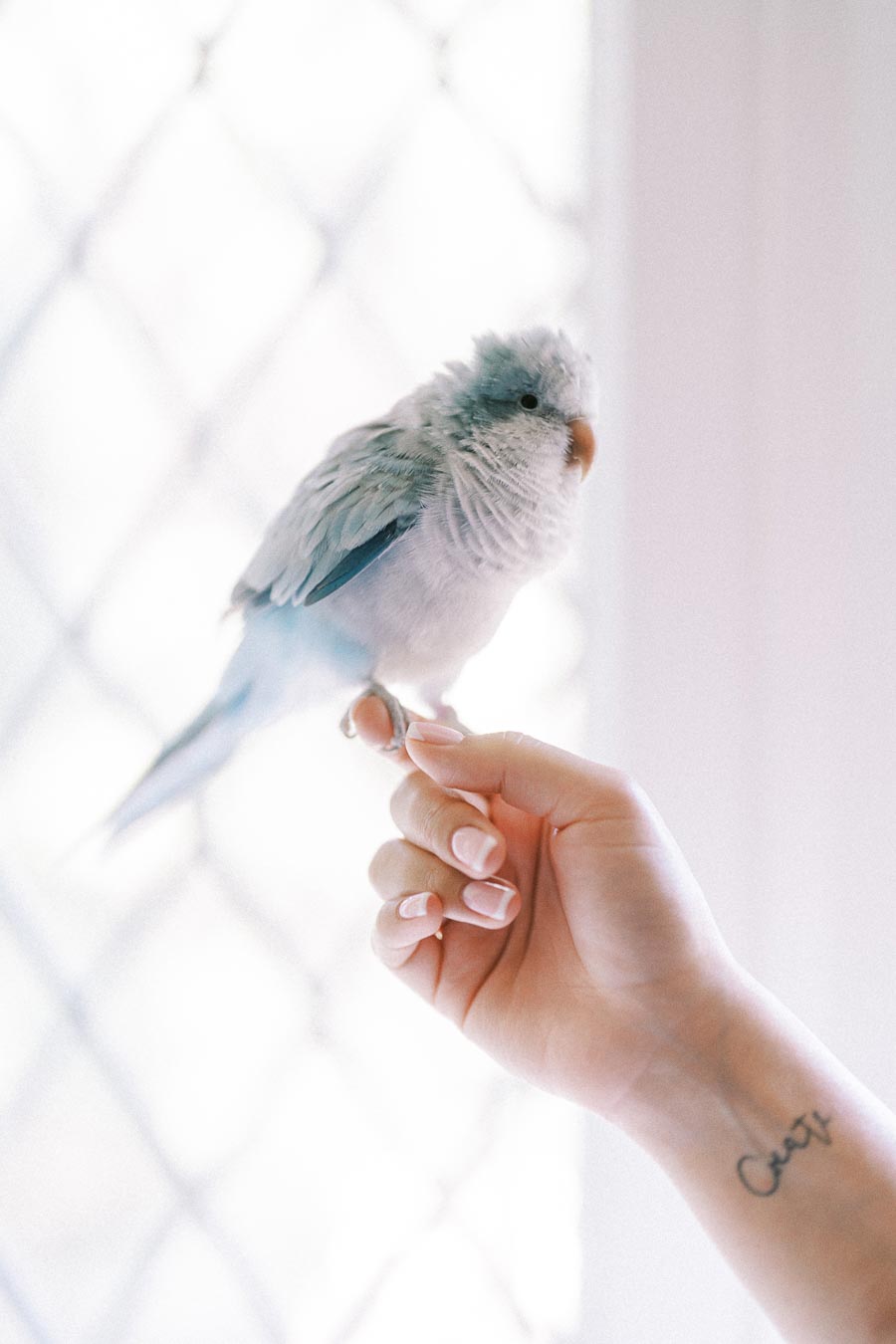 Small pale blue bird perched on a person's hand near a bright window.