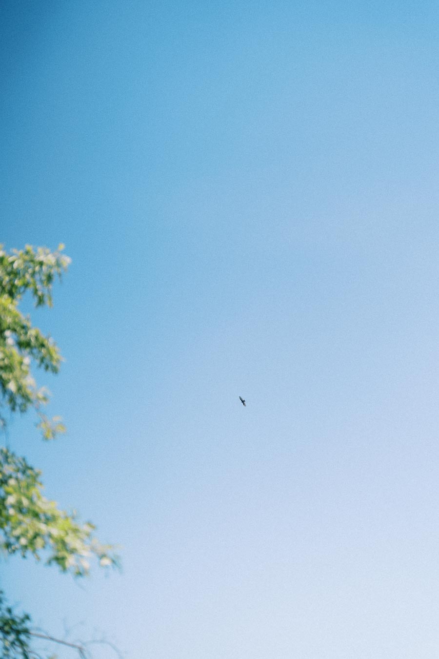 Clear blue sky with a small bird flying high and soft green tree branches along the left edge.