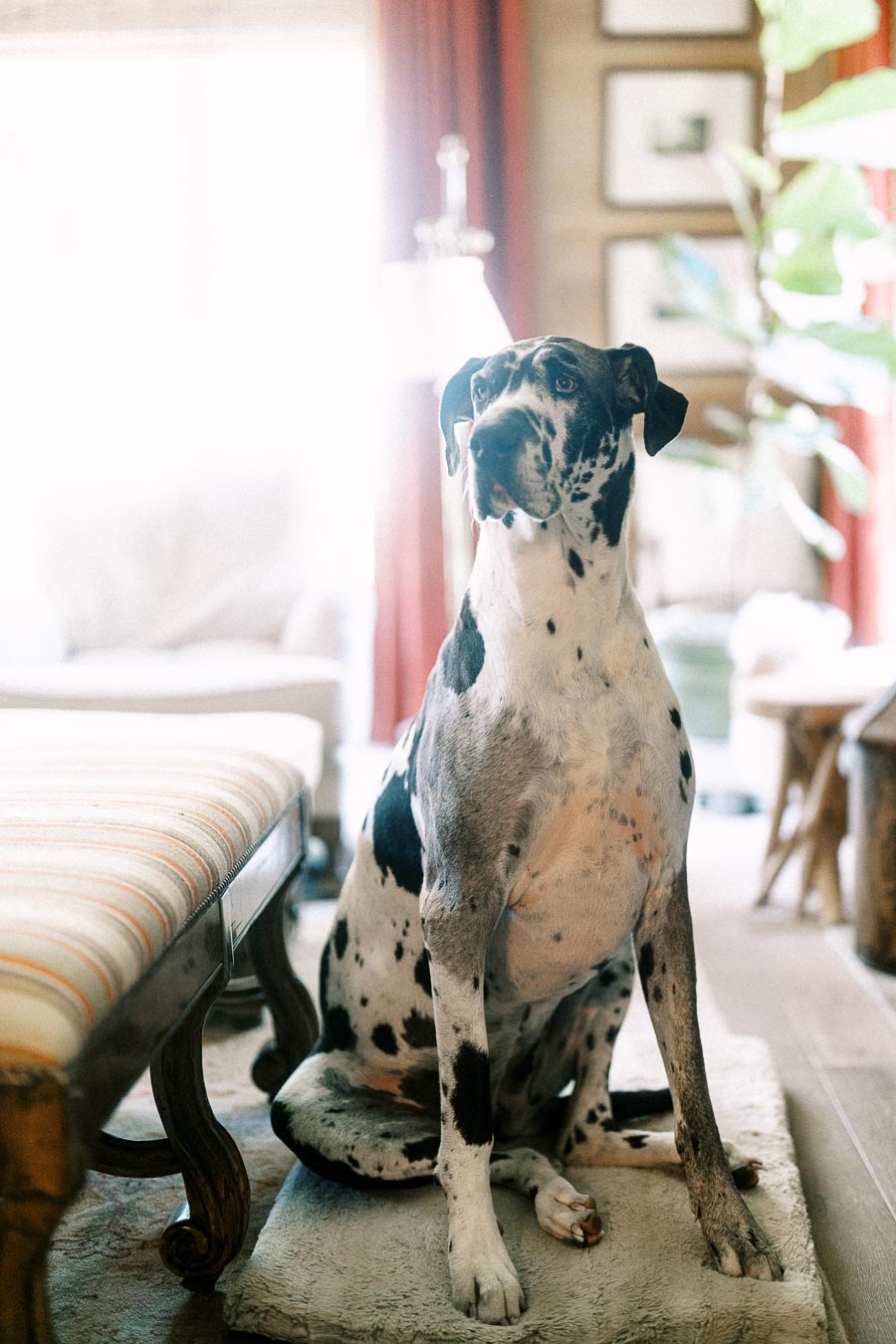 Black and white Great Dane sitting on a cushion in a bright farmhouse living room near Chatham-Kent, Ontario.