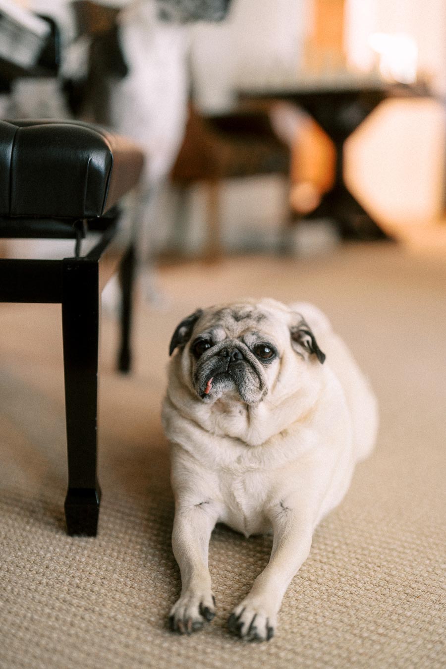 A white pug lies on a beige carpet indoors beside a black chair, with a softly blurred farmhouse room in the background near Chatham-Kent, Ontario.