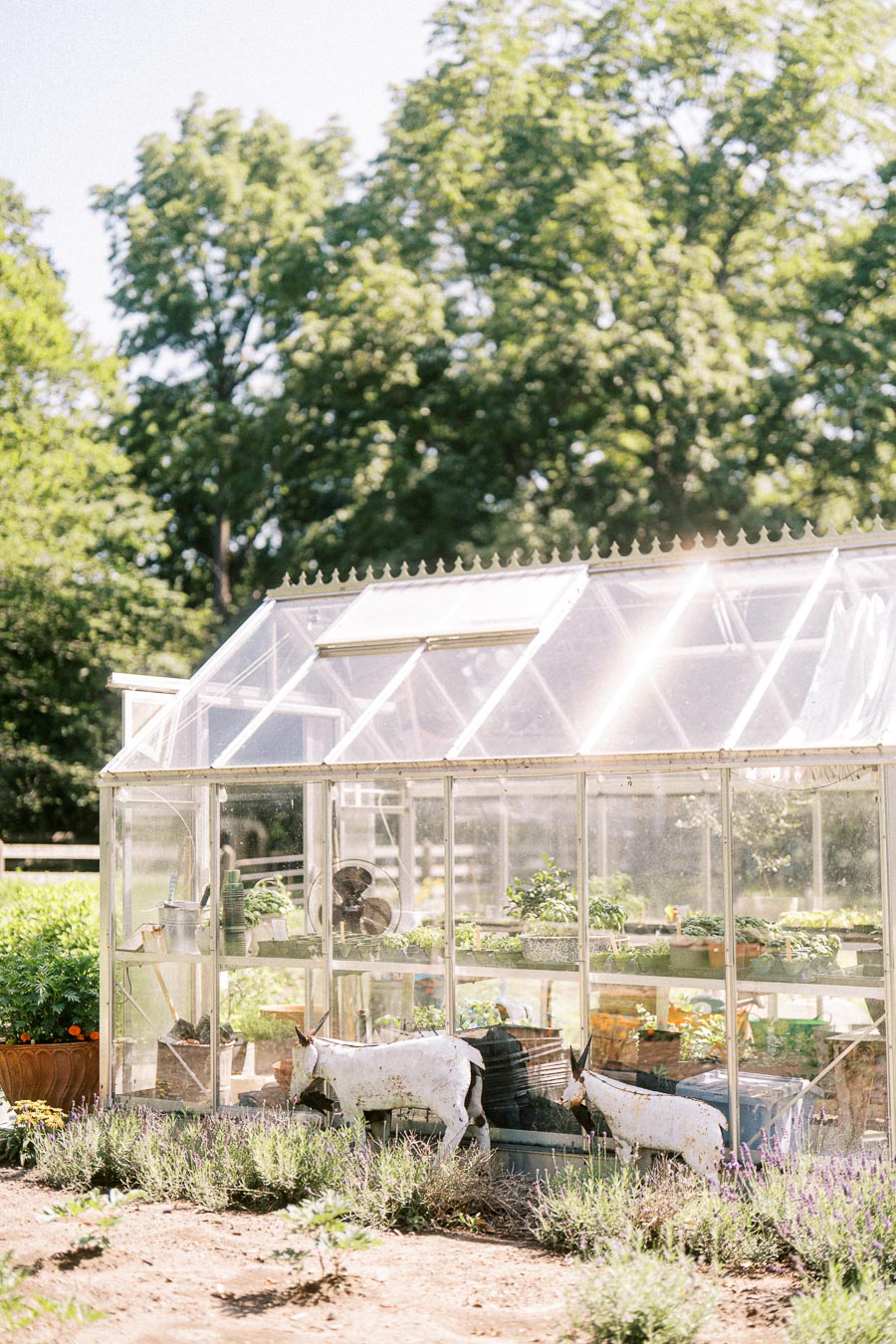 Two goats grazing beside lavender in front of a sunlit greenhouse on a private farm near Chatham-Kent, Ontario, Canada.