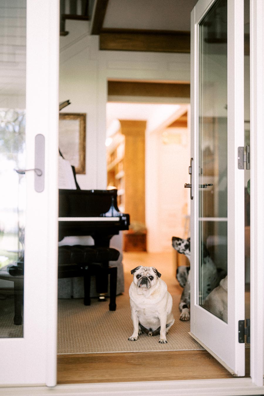 Pug sitting in open doorway of a private estate home near Chatham-Kent, Ontario, with grand piano visible inside.