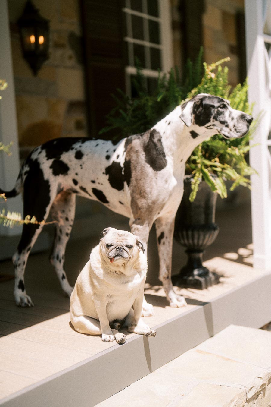 Great Dane and pug on a sunny porch at a private estate near Chatham-Kent, Ontario, Canada.