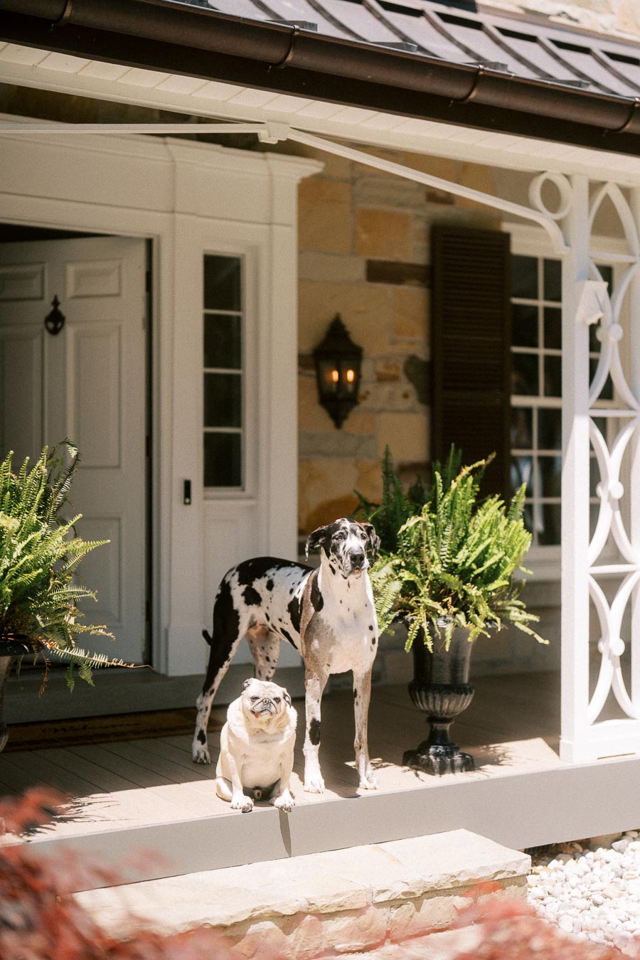 Two dogs standing on a sunny private estate porch near Chatham-Kent, Ontario, with ferns, white columns, stone walls, and a front door.