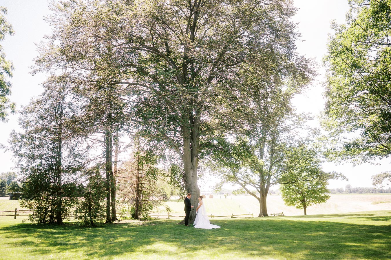 Bride and groom standing under a large tree on a sunny private estate lawn near Chatham-Kent, Ontario.