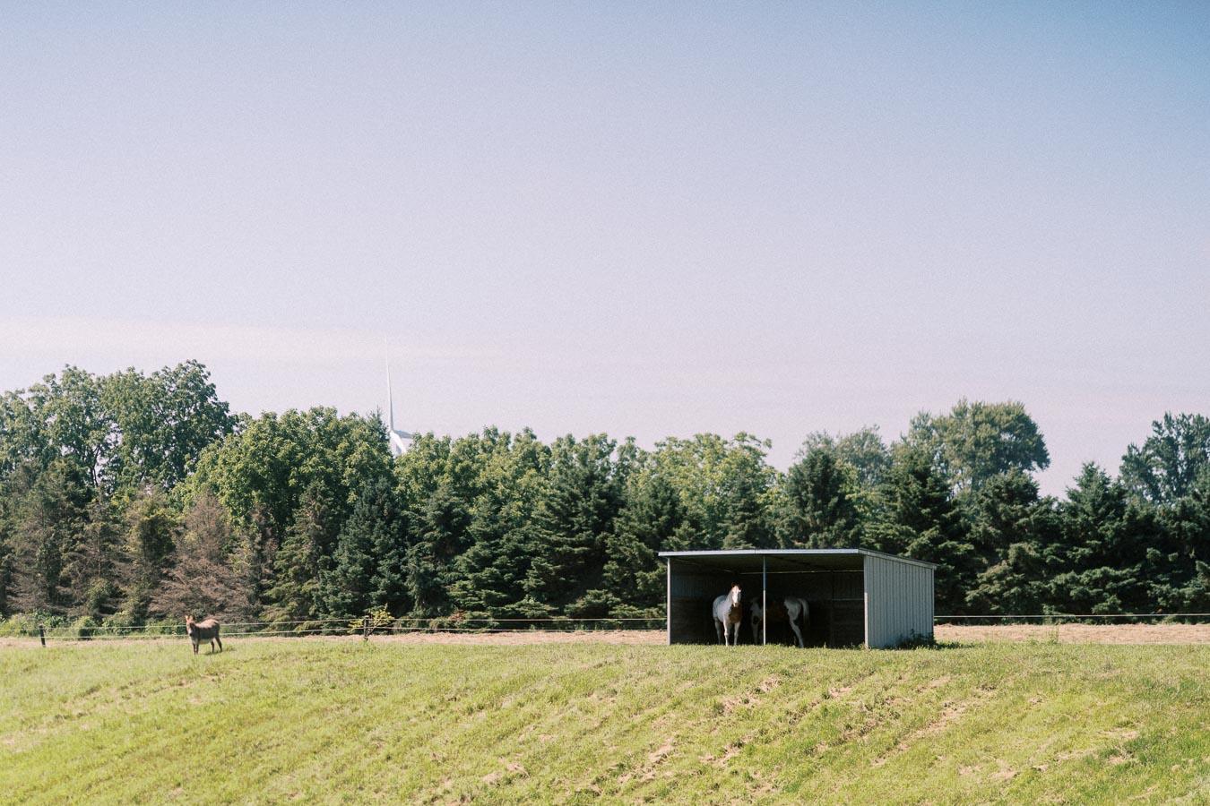 Horses in a pasture near a small shelter on a private farm property in Chatham-Kent, Ontario, Canada.