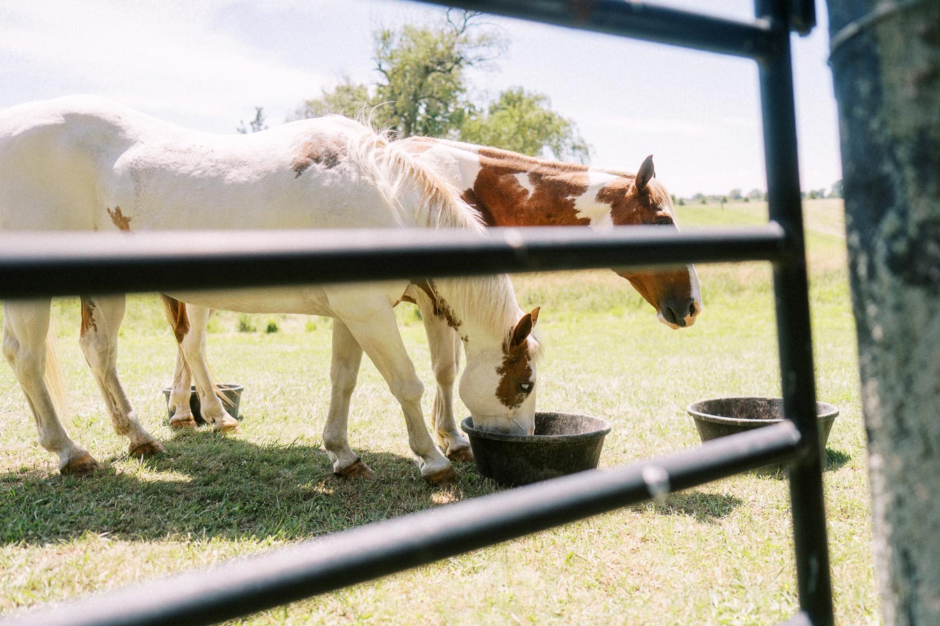 Two brown and white horses eating from feed tubs behind a metal farm gate in a sunny pasture near Chatham-Kent, Ontario, Canada.