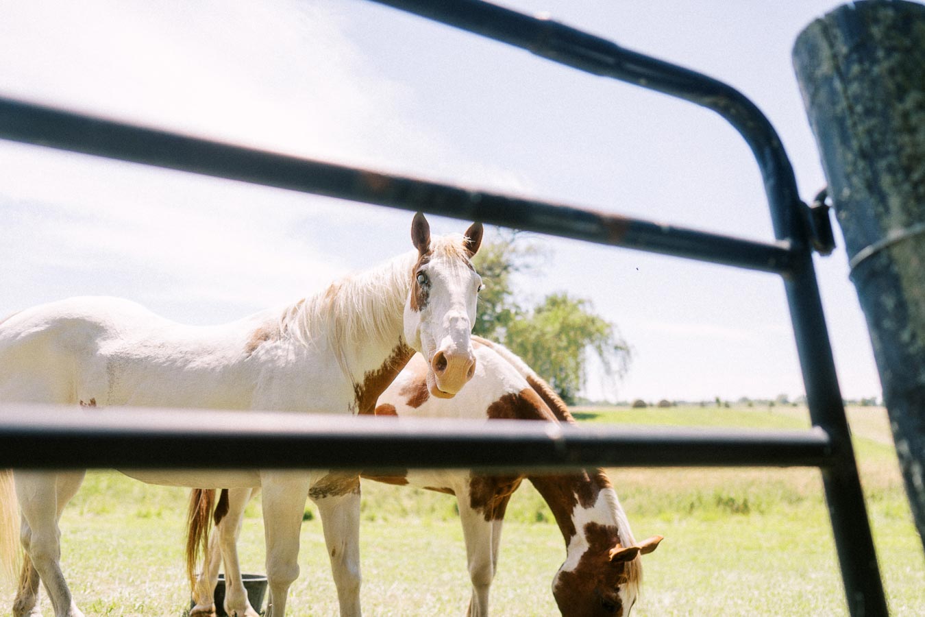 Two horses standing behind a metal fence in a sunny pasture near Chatham-Kent, Ontario, Canada.