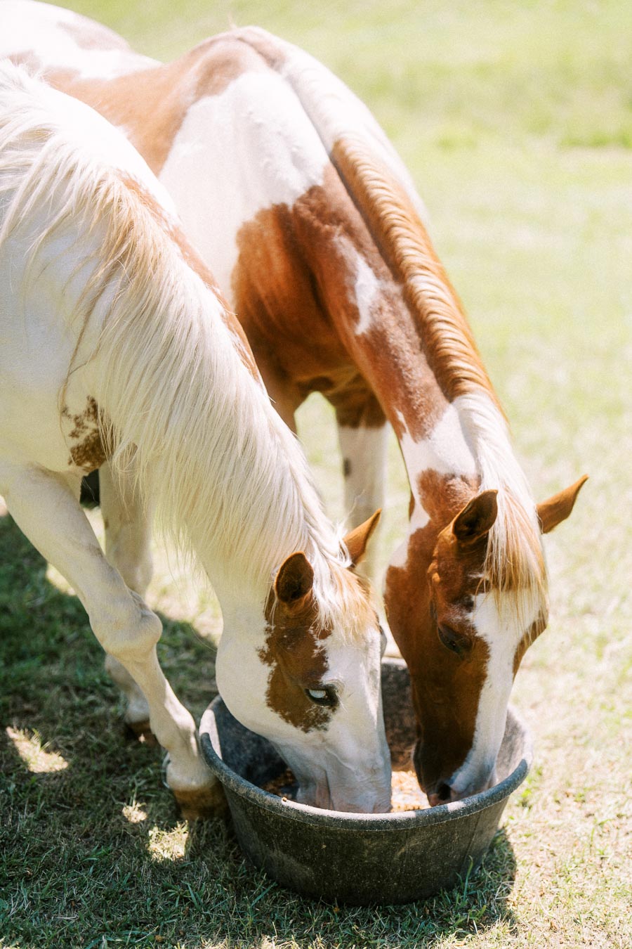 Two brown and white horses eating from a black feed tub on grass at an outdoor farm wedding property near Chatham-Kent, Ontario, Canada.