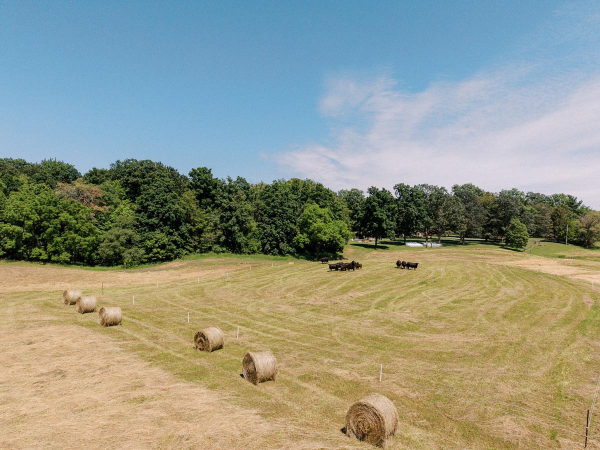 Aerial view of a rural farm field near Chatham-Kent, Ontario, with hay bales, grazing cattle, trees, and blue summer sky.