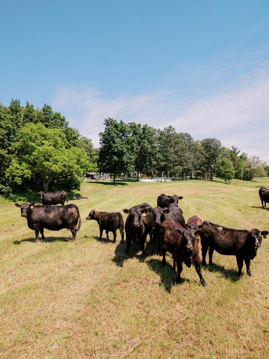 Black cattle grazing in a grassy pasture with trees under a blue sky near Chatham-Kent, Ontario, Canada.