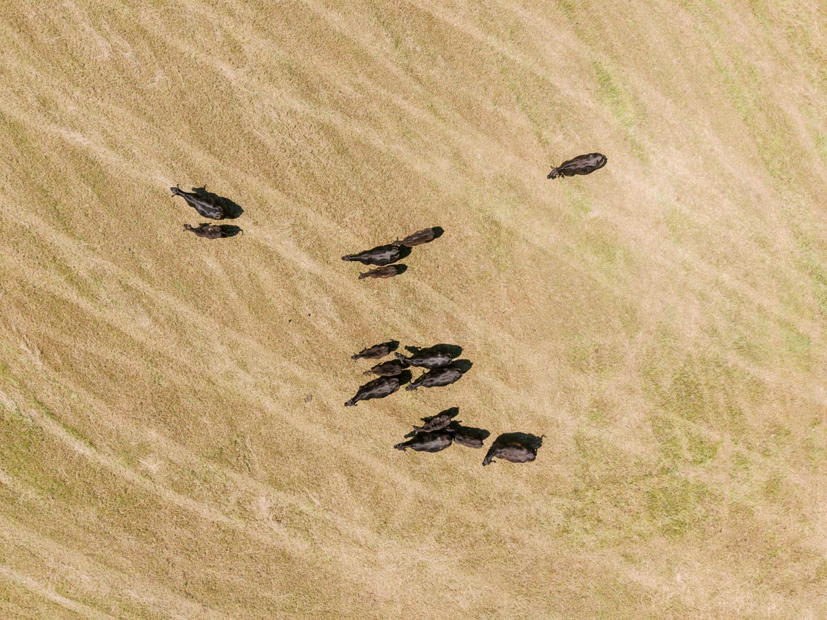 Aerial view of black cattle grazing on a dry farm pasture near Chatham-Kent, Ontario, Canada.