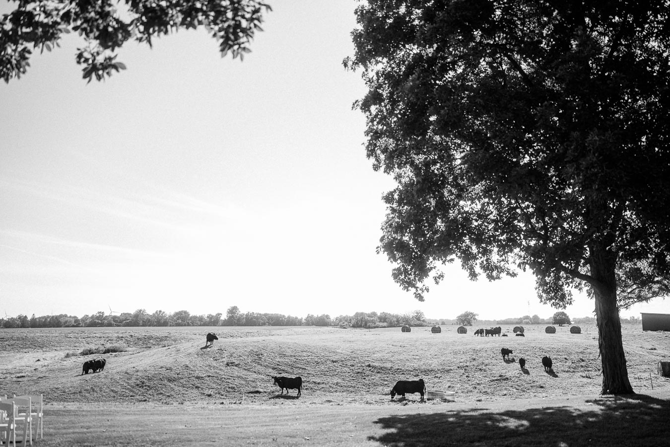 Black and white rural farm field near Chatham-Kent, Ontario with cattle, hay bales, trees, and white wedding chairs on private property.