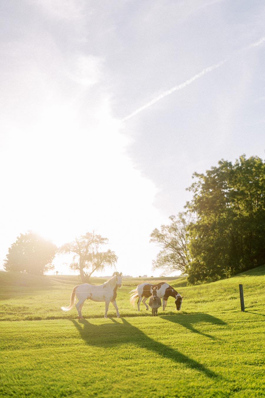Sunlit outdoor farm wedding setting with two horses, a person, green pasture, trees, and long shadows near Chatham-Kent, Ontario.