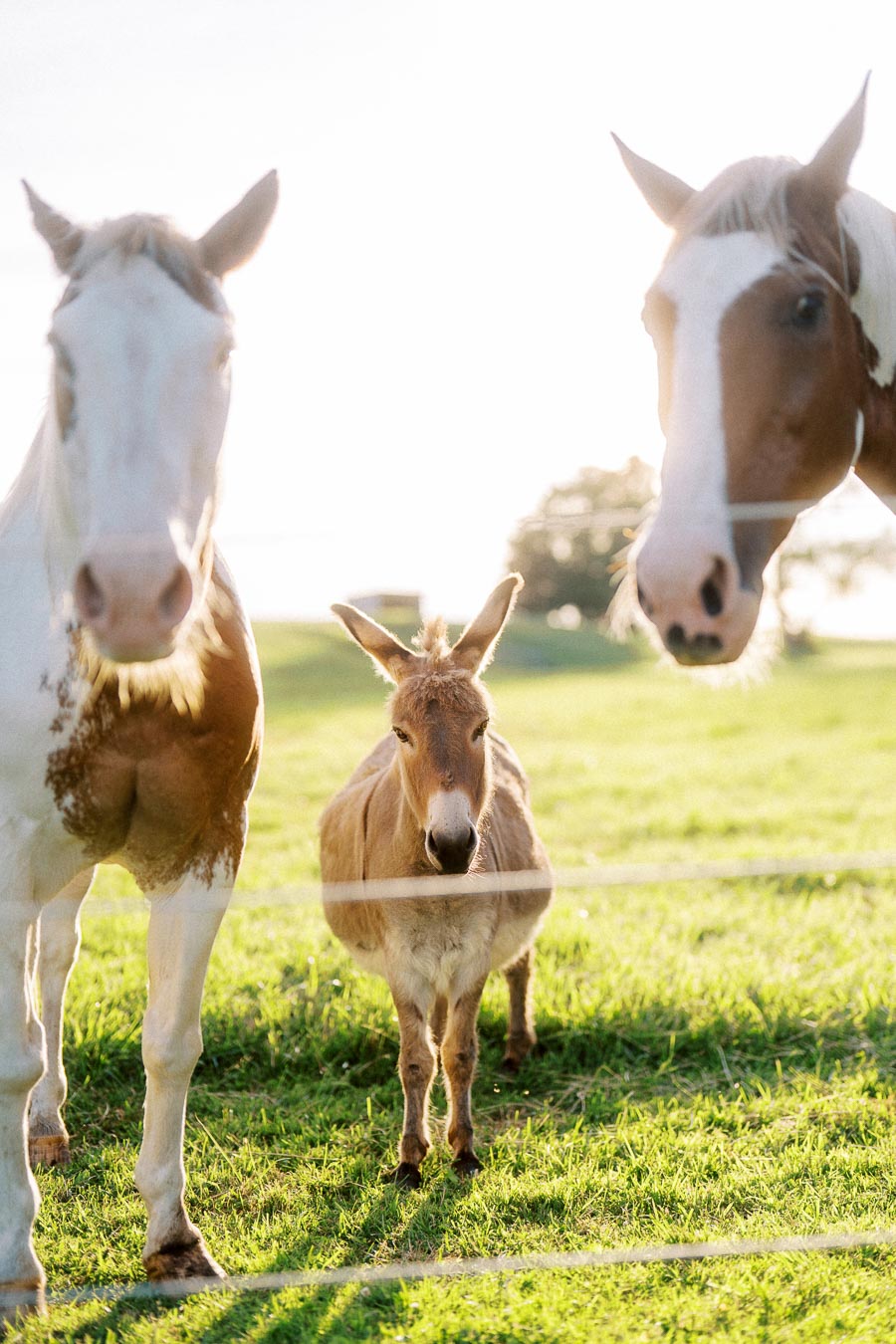 Two horses and a donkey standing in a sunlit farm pasture near Chatham-Kent, Ontario, Canada.