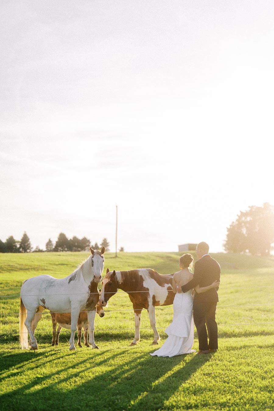 Bride and groom stand in a sunlit Ontario farm field beside horses during an outdoor private estate wedding near Chatham-Kent.