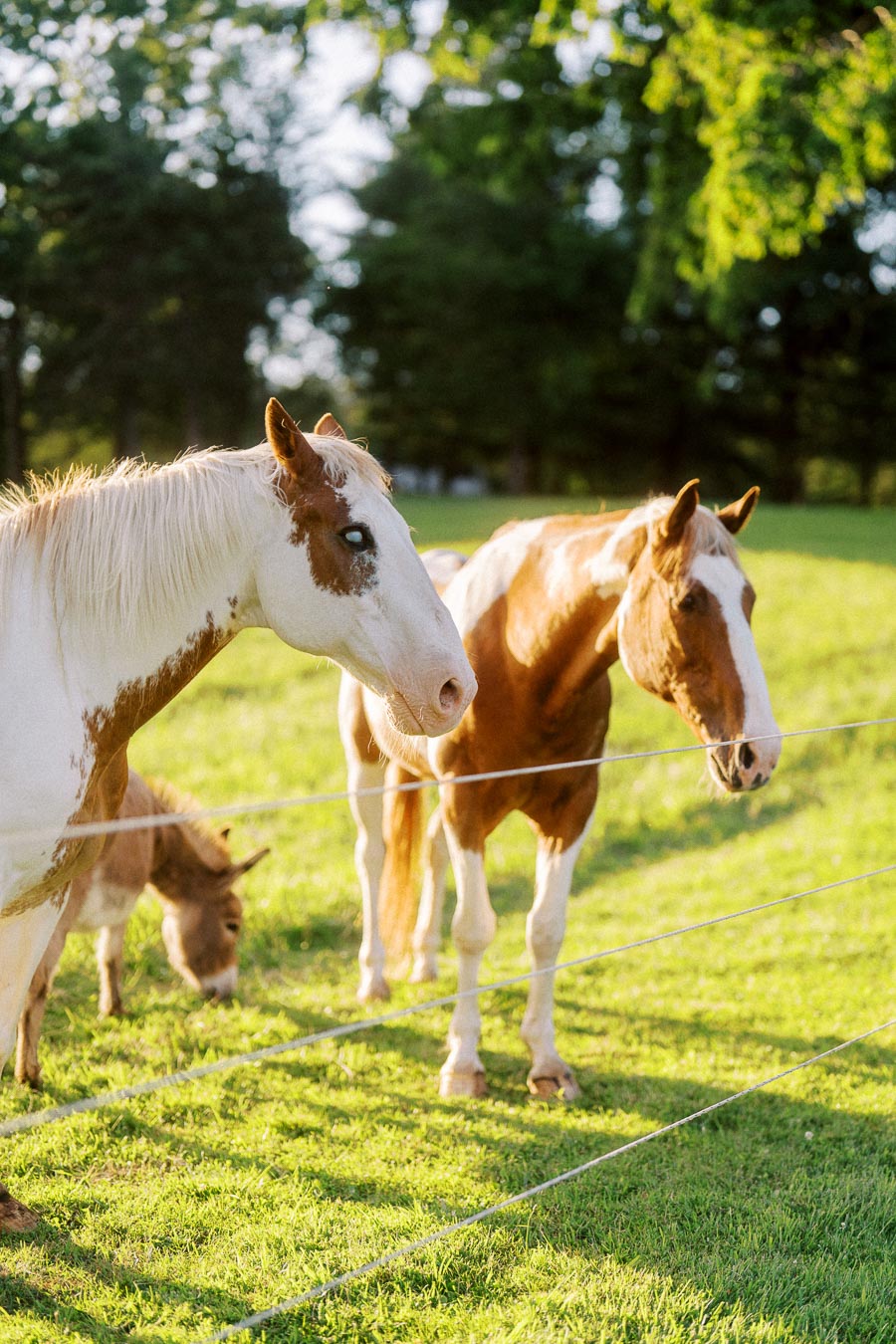 Two paint horses standing in a fenced green pasture near Chatham-Kent, Ontario, Canada, in warm evening sunlight with trees in the background.